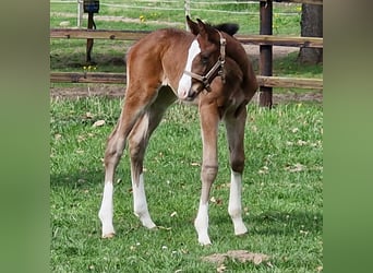 Hanoverian, Mare, Foal (04/2026), 16.2 hh, Brown
