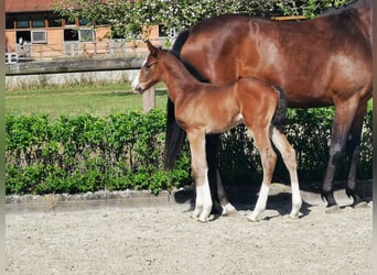 Hanoverian, Mare, Foal (04/2026), 16.2 hh, Brown