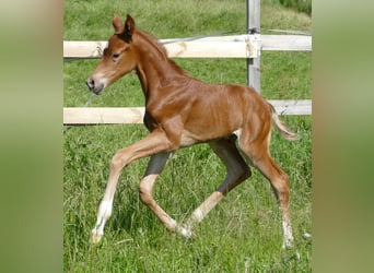 Hanoverian, Mare, , 16.2 hh, Chestnut