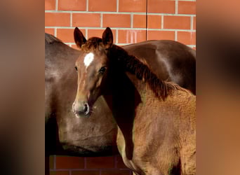 Hanoverian, Mare, Foal (04/2025), 16.2 hh, Chestnut
