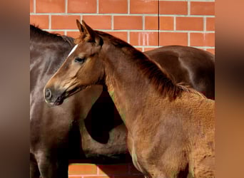 Hanoverian, Mare, Foal (04/2025), 16.2 hh, Chestnut