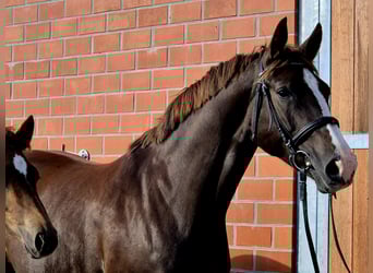 Hanoverian, Mare, Foal (04/2025), 16.2 hh, Chestnut