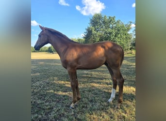 Hanoverian, Mare, Foal (02/2026), 16.2 hh, Chestnut-Red