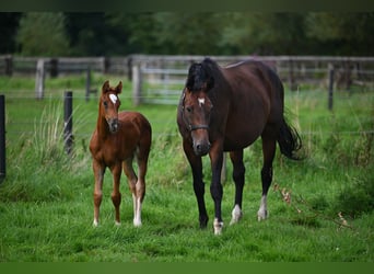 Hanoverian, Mare, Foal (06/2024), 16,2 hh, Chestnut-Red