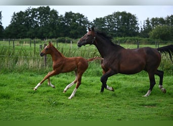 Hanoverian, Mare, Foal (06/2024), 16,2 hh, Chestnut-Red