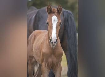 Hanoverian, Mare, Foal (06/2026), 16.2 hh, Chestnut-Red