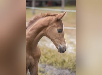Hanoverian, Mare, Foal (06/2026), 16.2 hh, Chestnut-Red