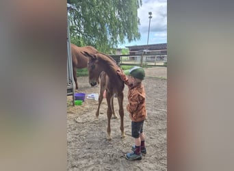 Hanoverian, Mare, Foal (05/2026), 16.2 hh, Chestnut-Red
