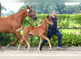 Hanoverian, Mare, Foal (05/2026), 16.2 hh, Chestnut-Red