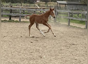 Hanoverian, Mare, , 16.2 hh, Chestnut-Red