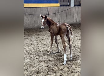Hanoverian, Mare, , 16.2 hh, Chestnut-Red