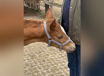 Hanoverian, Mare, , 16.2 hh, Chestnut-Red