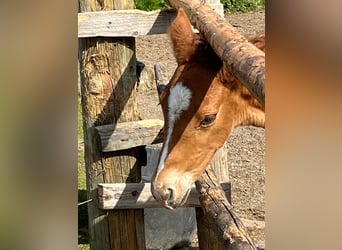 Hanoverian, Mare, , 16.2 hh, Chestnut-Red
