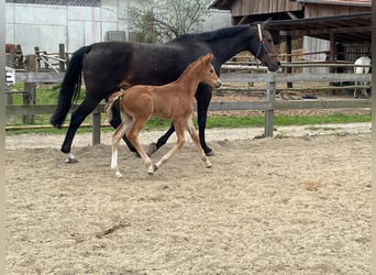 Hanoverian, Mare, , 16.2 hh, Chestnut-Red