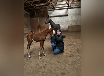 Hanoverian, Mare, , 16.2 hh, Chestnut-Red