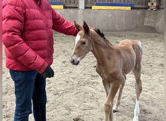 Hanoverian, Mare, , 16.2 hh, Chestnut-Red