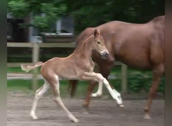 Hanoverian, Mare, Foal (04/2024), 16.2 hh, Chestnut-Red