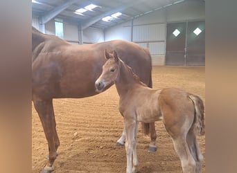 Hanoverian, Mare, Foal (04/2024), 16.2 hh, Chestnut-Red