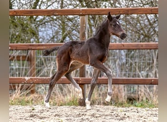 Hanoverian, Mare, Foal (03/2026), 16.2 hh