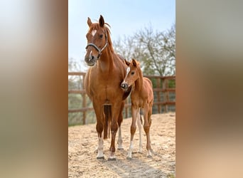 Hanoverian, Mare, Foal (03/2026), 16.2 hh