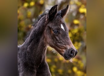 Hanoverian, Mare, Foal (03/2026), 16.2 hh