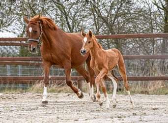 Hanoverian, Mare, Foal (03/2026), 16.2 hh