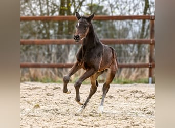 Hanoverian, Mare, Foal (03/2026), 16.2 hh