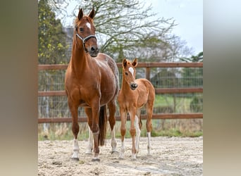 Hanoverian, Mare, Foal (03/2026), 16.2 hh