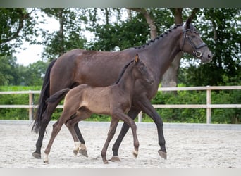 Hanoverian, Mare, Foal (05/2026), 16.2 hh