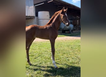Hanoverian, Mare, , 16.2 hh, Gray