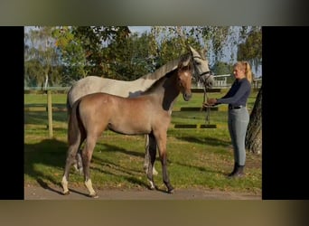 Hanoverian, Mare, Foal (04/2026), 16.2 hh, Grey
