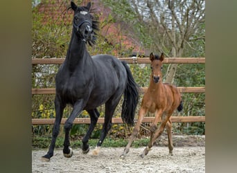 Hanoverian, Mare, Foal (03/2024), 16.2 hh, Smoky-Black