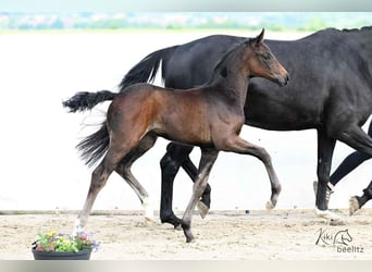 Hanoverian, Mare, Foal (04/2025), 16.2 hh, Smoky-Black