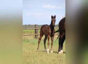 Hanoverian, Mare, Foal (06/2026), 16.3 hh, Black