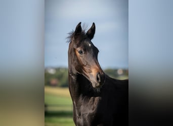 Hanoverian, Mare, Foal (06/2026), 16.3 hh, Black
