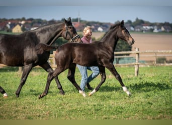 Hanoverian, Mare, Foal (06/2026), 16.3 hh, Black