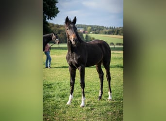 Hanoverian, Mare, Foal (06/2026), 16.3 hh, Black