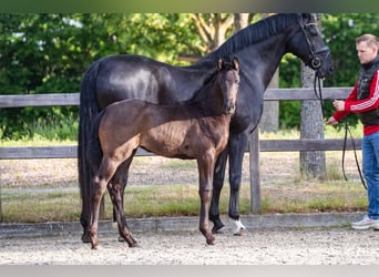 Hanoverian, Mare, Foal (03/2026), 16.3 hh, Black