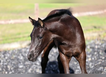 Hanoverian, Mare, Foal (03/2026), 16.3 hh, Black