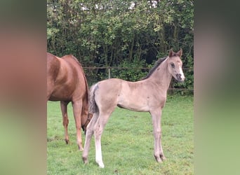 Hanoverian, Mare, , 16.3 hh, Black