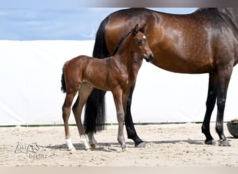 Hanoverian, Mare, Foal (05/2026), 16.3 hh, Brown