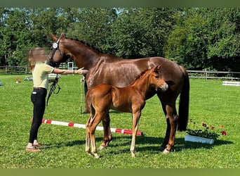 Hanoverian, Mare, Foal (05/2026), 16.3 hh, Chestnut