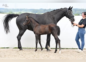 Hanoverian, Mare, Foal (04/2024), 16,3 hh, Smoky-Black