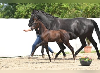 Hanoverian, Mare, Foal (04/2024), 16,3 hh, Smoky-Black