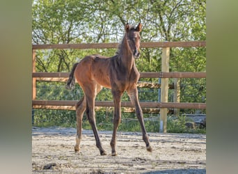 Hanoverian, Mare, Foal (04/2024), 16,3 hh, Smoky-Black