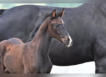 Hanoverian, Mare, Foal (04/2024), 16,3 hh, Smoky-Black