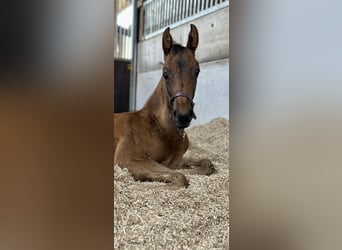 Hannoveraner, Stute, Fohlen (05/2024), 16 hh, Rotbrauner