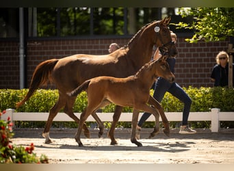 Hanoverian, Mare, , 16 hh, Brown