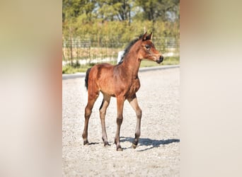 Hanoverian, Mare, , 16 hh, Brown