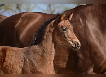 Hanoverian, Mare, , 16 hh, Brown